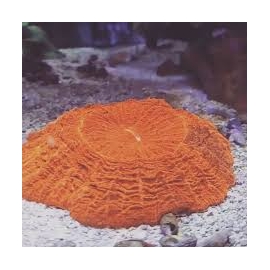 CORAL SCOLYMIA DE MANTO ULTRA md