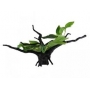 planta art wfish wfp-007 c/tronco resina