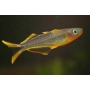 PSEUDOMUGIL SIGNIFER