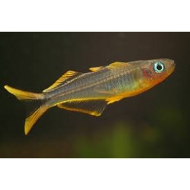 PSEUDOMUGIL SIGNIFER