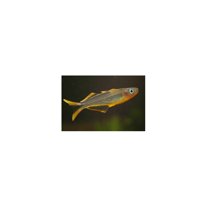 PSEUDOMUGIL SIGNIFER