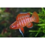 BADIS BADIS RED SCARLAT 2CM