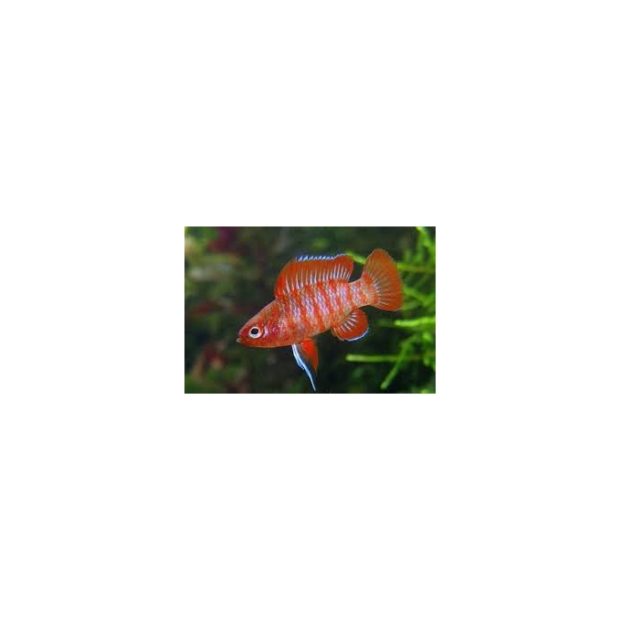 BADIS BADIS RED SCARLAT 2CM