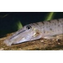 botia horsefaced loaches
