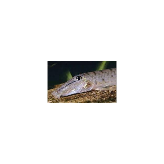 botia horsefaced loaches