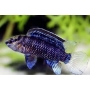 badis badis camaleao anao 4cm