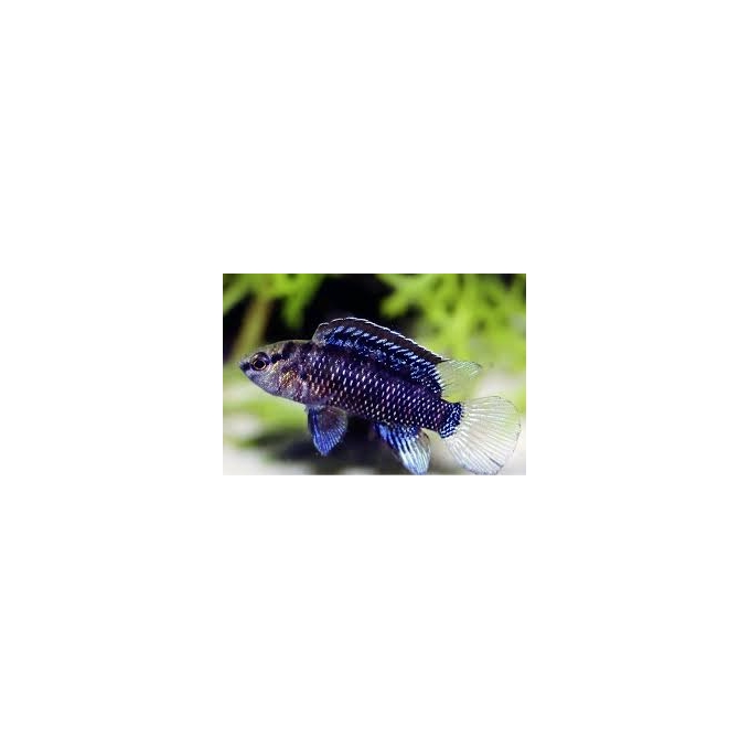 badis badis camaleao anao 4cm