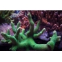 CORAL ACROPORA ABROLHOENSIS GREEN ORANGE TIPS