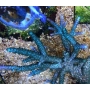 coral acropora blue sky 