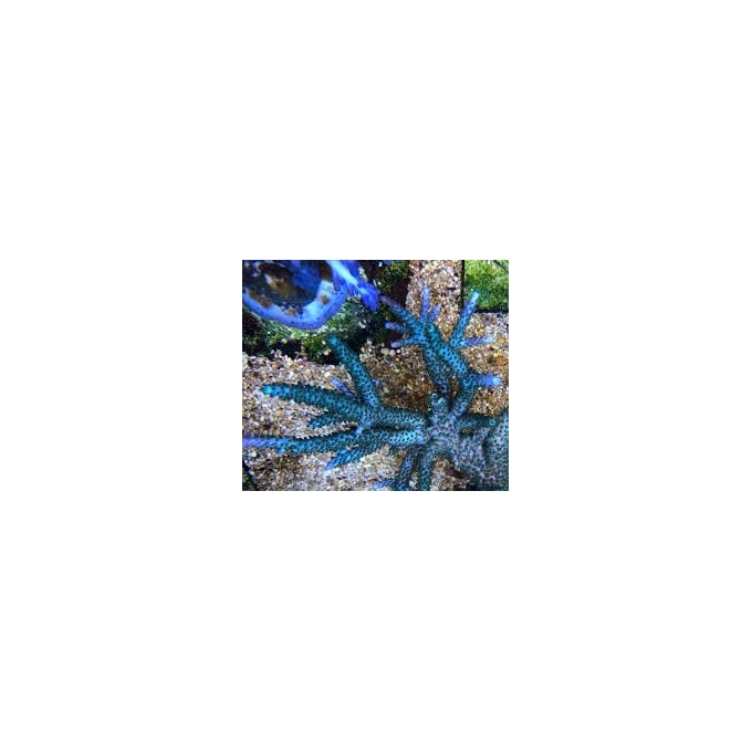 coral acropora blue sky 