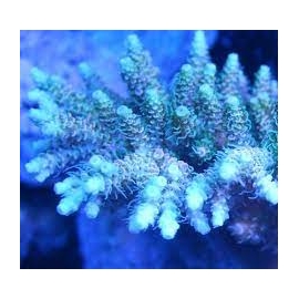 coral acropora milepora orange yellow tips