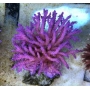 coral acropora pink panther colonia