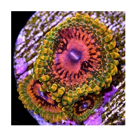 coral palythoa grand master krakatoa col 30 bocas