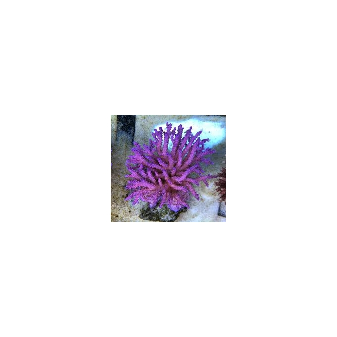 coral acropora pink panther colonia
