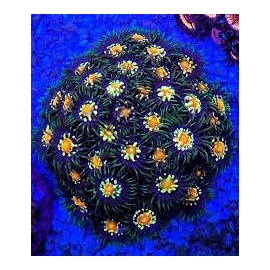 Coral Zoanthus stargazer colonia