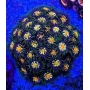 CORAL ZOANTHUS STARGAZER PQ