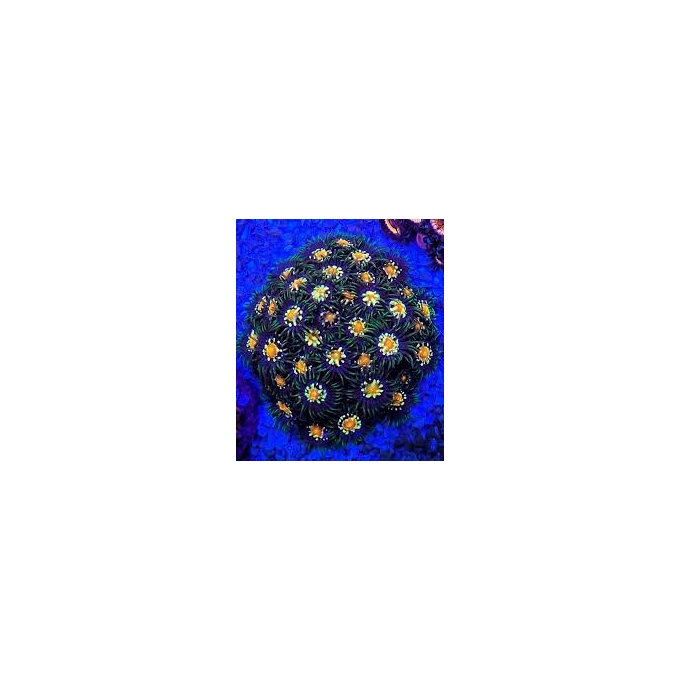 CORAL ZOANTHUS STARGAZER PQ