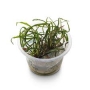 PLANTA N CRYPTOCORYNE WENDTII AP
