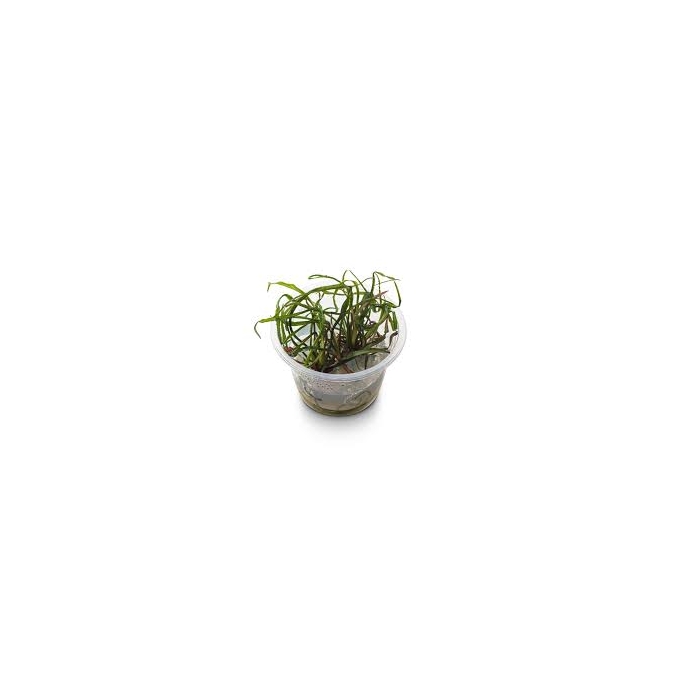 PLANTA N CRYPTOCORYNE WENDTII AP