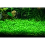 Planta N Glossostigma elatinoides ap
