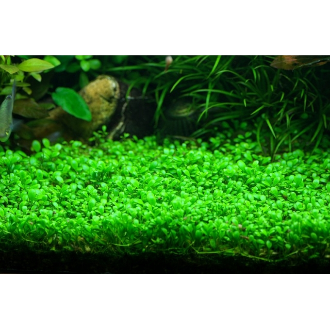 Planta N Glossostigma elatinoides ap
