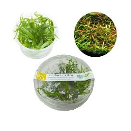 planta n helanthium tenellum red ap