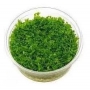 planta n hemianthus micranthemoides ap