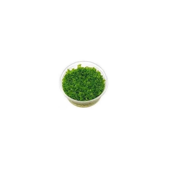 planta n hemianthus micranthemoides ap