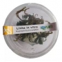 planta n hygrophyla pinnatifida ap