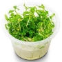planta n hygrophyla polysperma rosanervis ap