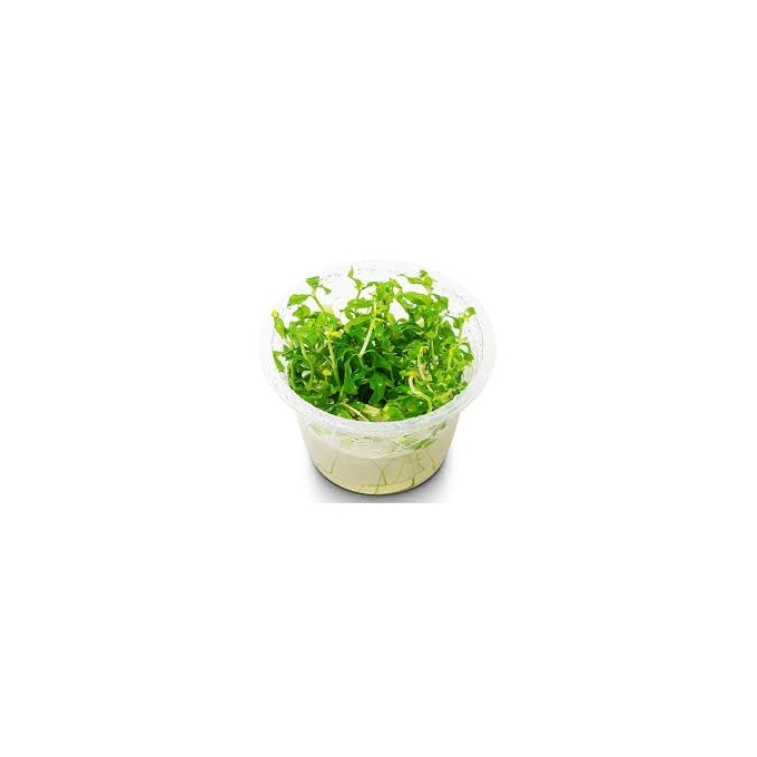 planta n hygrophyla polysperma rosanervis ap