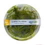 planta n juncus repens ap