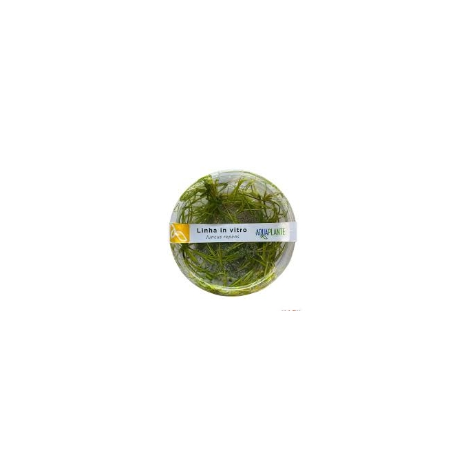 planta n juncus repens ap