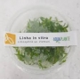 planta n liminophila sp vietnam ap