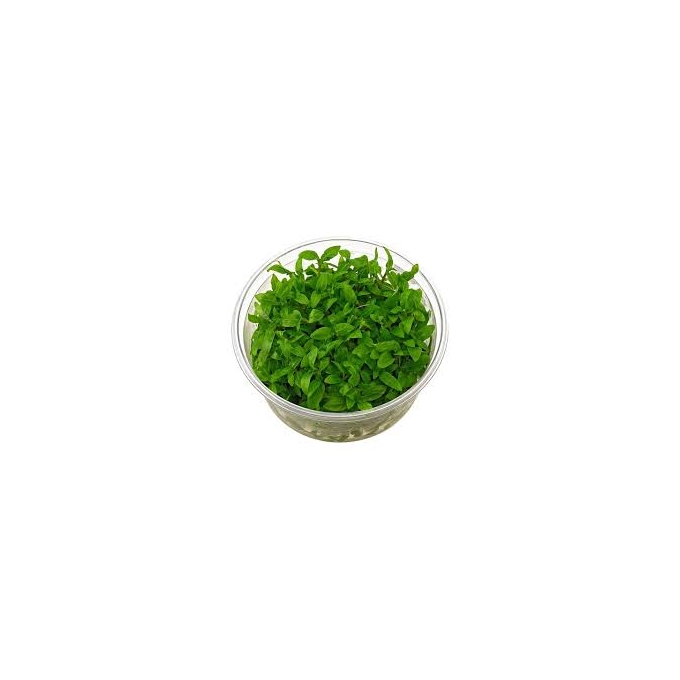 planta n staurogyne repens ap