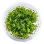 planta n rotala wallichii ap