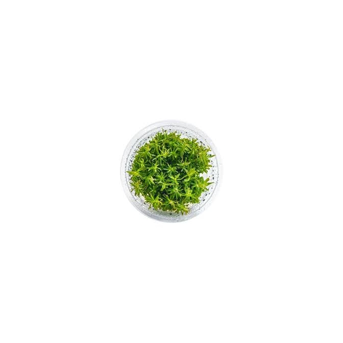 planta n rotala wallichii ap