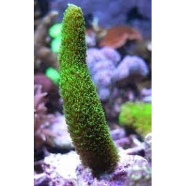 CORAL ACROPORA ABROLHOENSIS GREEN GR