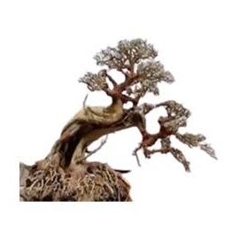 ENFEITE BONSAI PLANTPRO STORK