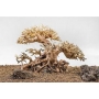 ENFEITE BONSAI PLANTPRO FAIRY