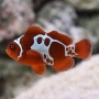 palhaco maroon snowflake 