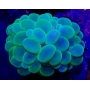 coral bubble krypto green peq