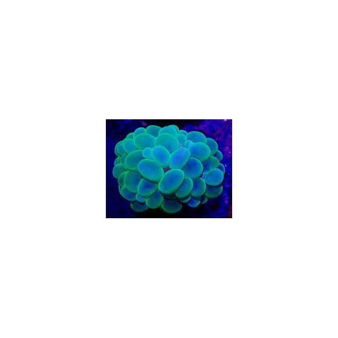 coral bubble krypto green peq