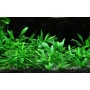 Planta N Cryptocorine no vaso