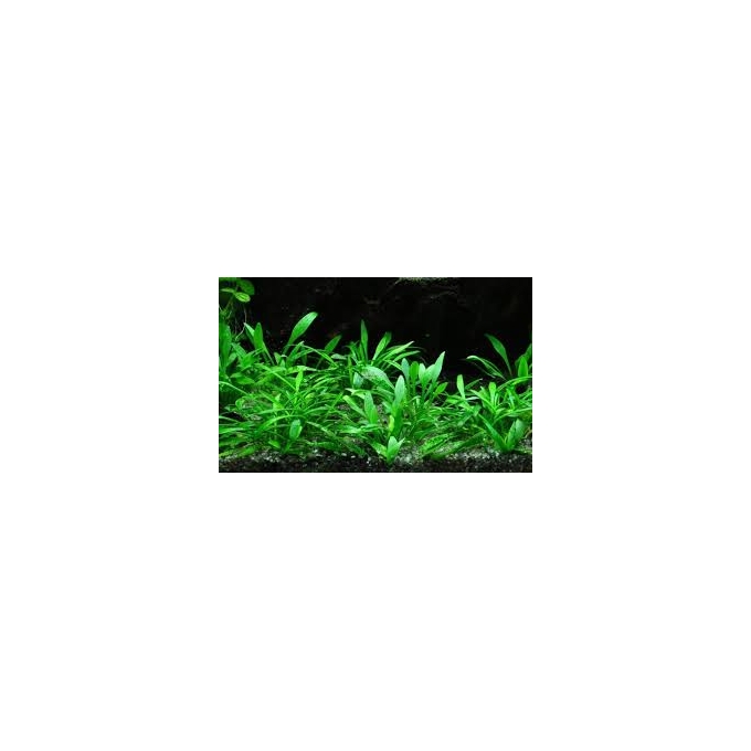 Planta N Cryptocorine no vaso