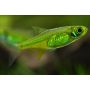 rasbora kubotai