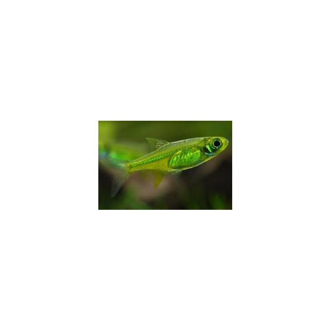 rasbora kubotai