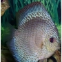 acara disco snake skin blue pq