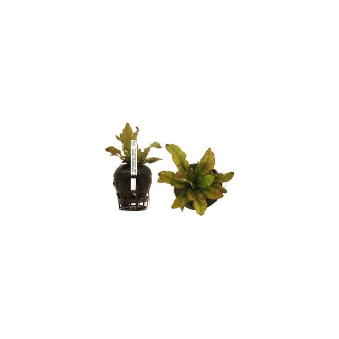 planta n echinodorus martii tk