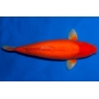 Carpa Benigoi laranja 15cm